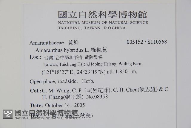 綠穗莧藏品圖，第4張