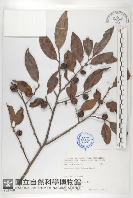 山紅柿藏品圖，第3張