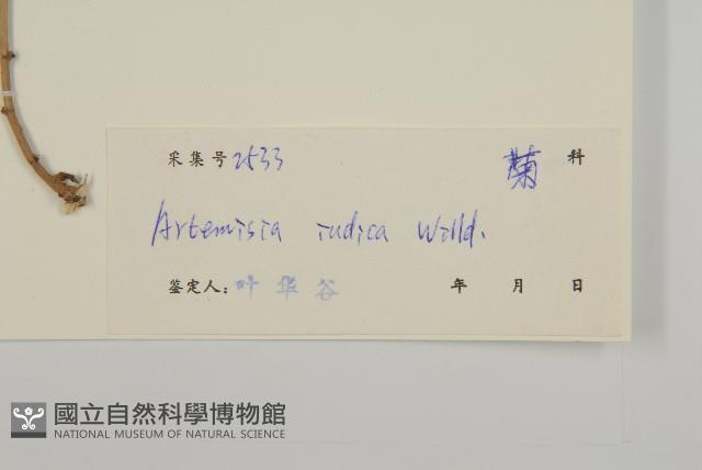 艾、五月艾藏品圖，第3張