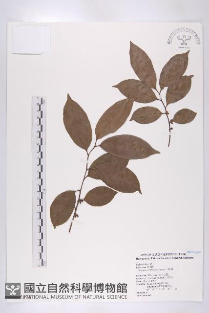 山紅柿藏品圖，第3張