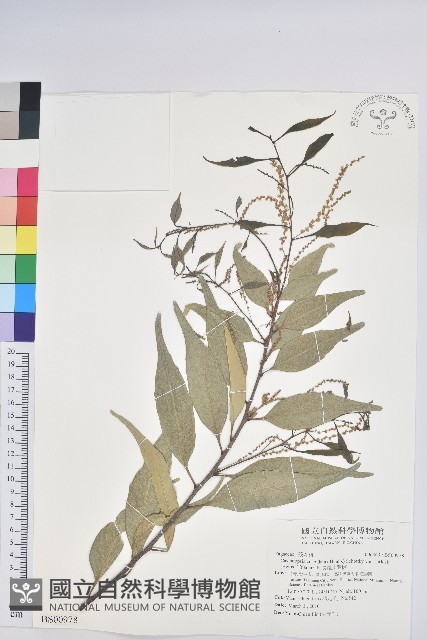 盾果草藏品圖，第3張