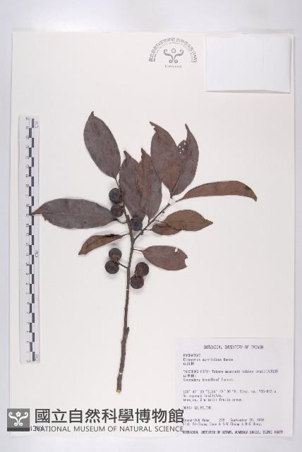 山紅柿藏品圖，第3張