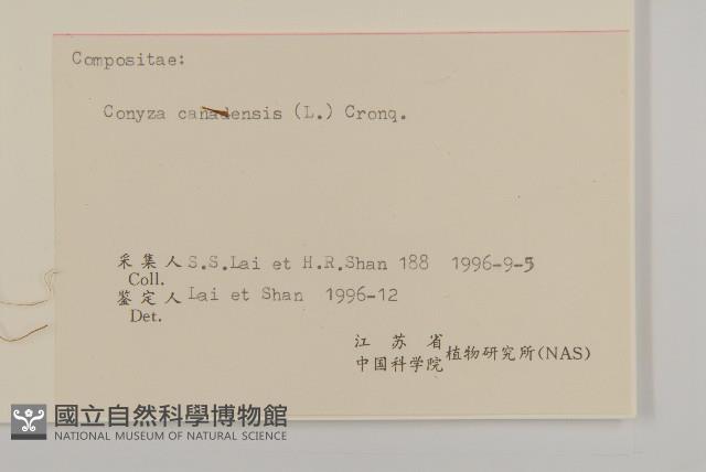 加拿大蓬藏品圖，第3張