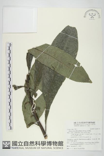 走馬胎藏品圖，第4張