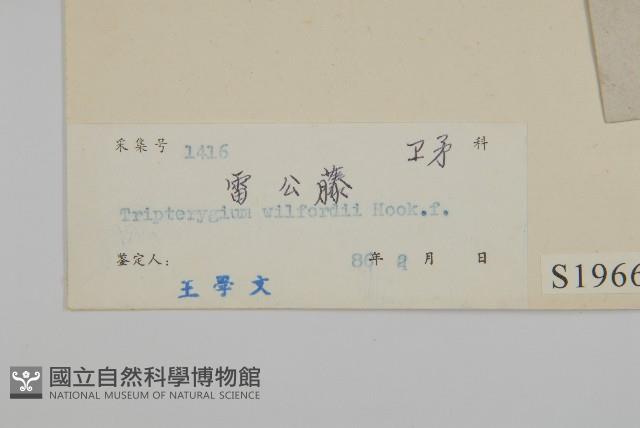 雷公藤藏品圖，第3張