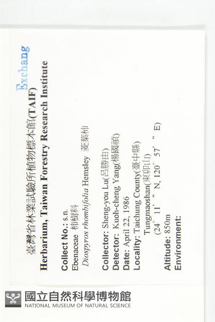 菱葉柿藏品圖，第4張