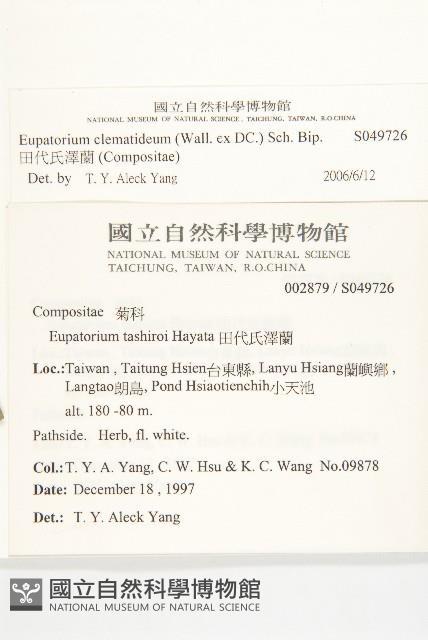 田代氏澤蘭藏品圖，第4張