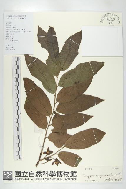 信宜柿藏品圖，第4張