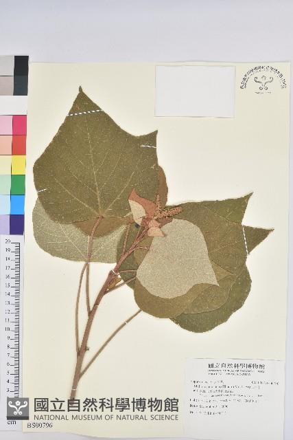 草珊瑚、紅果金粟蘭藏品圖，第3張