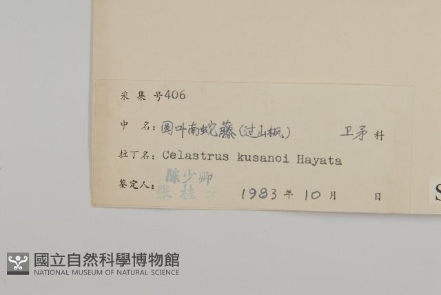 大葉南蛇藤藏品圖，第3張