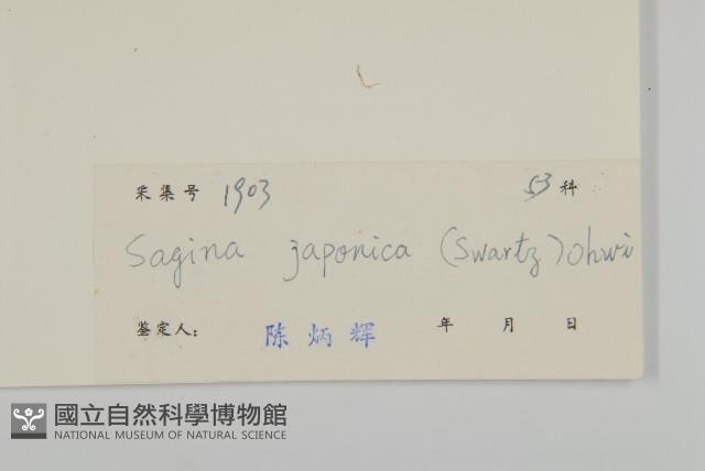 瓜槌草、漆姑草藏品圖，第3張