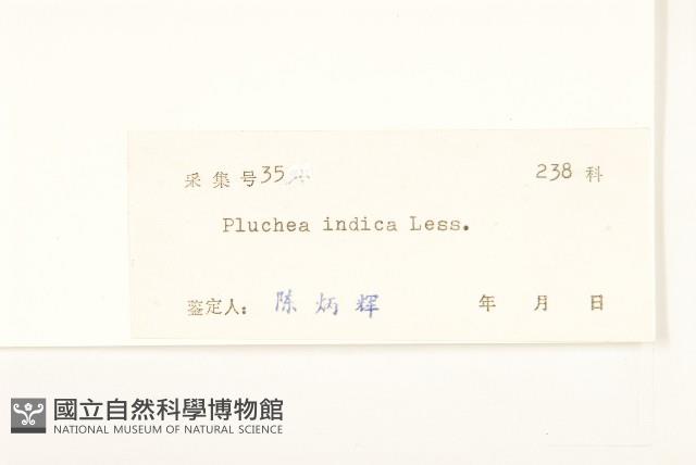 鯽魚膽、闊苞菊藏品圖，第3張