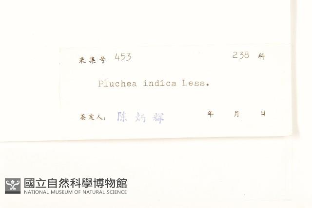 Indian pluchea Collection Image, Figure 3, Total 3 Figures