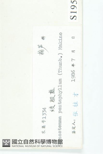 絞股藍藏品圖，第3張