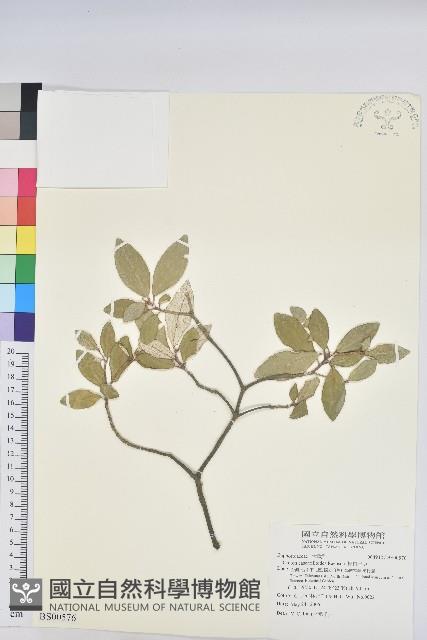 鬼針藏品圖，第3張