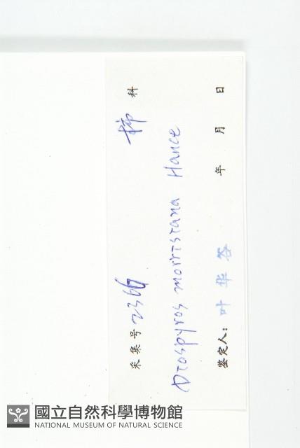 山紅柿藏品圖，第3張