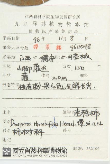 菱葉柿藏品圖，第4張