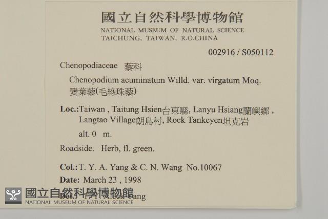 變葉藜、毛綠珠藜藏品圖，第4張