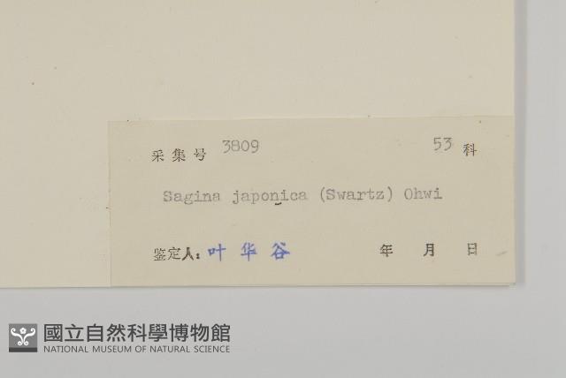 瓜槌草、漆姑草藏品圖，第3張