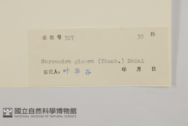 草珊瑚、紅果金粟蘭藏品圖，第3張