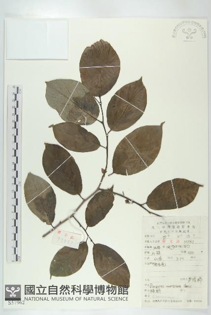 山紅柿藏品圖，第3張