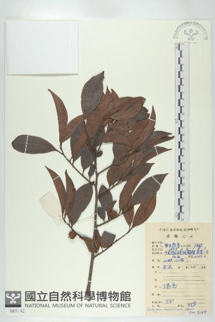 山紅柿藏品圖，第3張