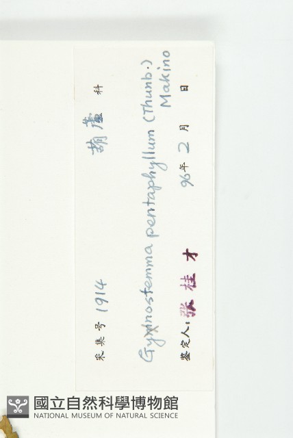 絞股藍藏品圖，第3張