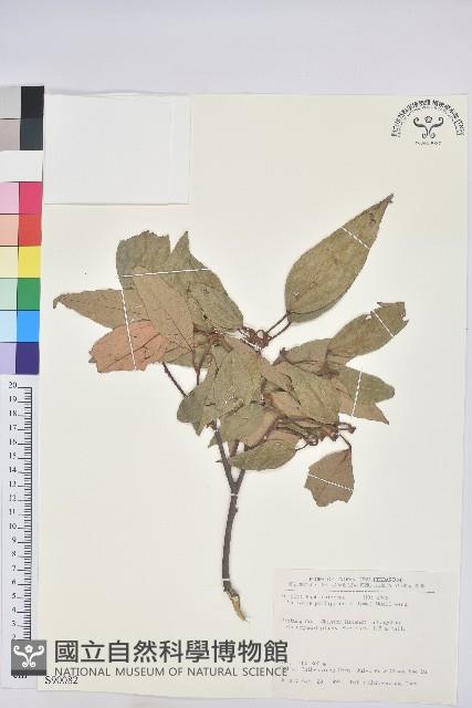 粗糠柴藏品圖，第3張