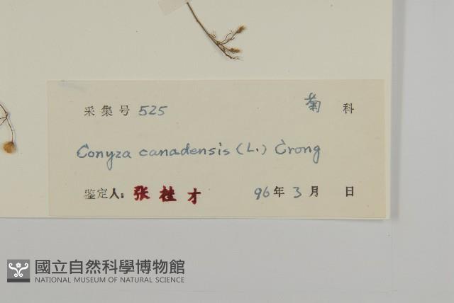 加拿大蓬藏品圖，第3張