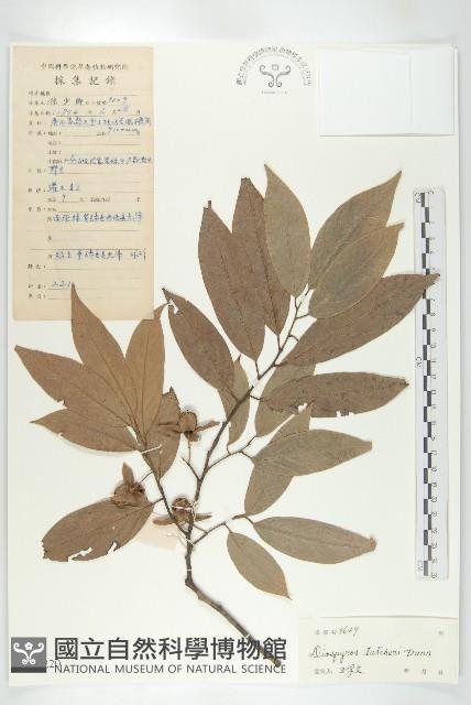 嶺南柿藏品圖，第4張