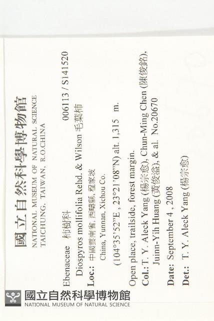 毛葉柿藏品圖，第4張