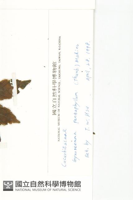 絞股藍藏品圖，第3張