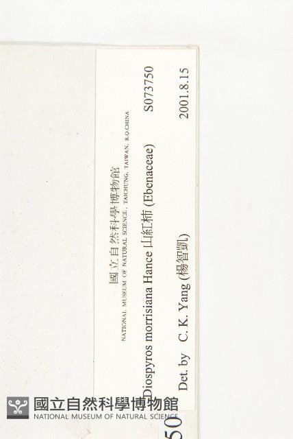 山紅柿藏品圖，第3張