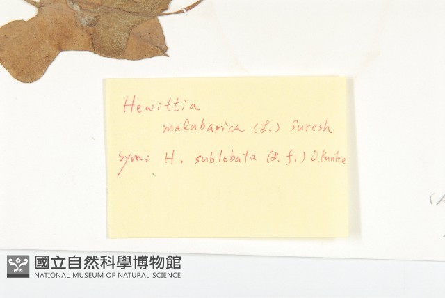 吊鐘藤藏品圖，第4張