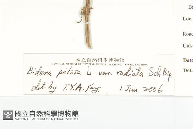 大花咸豐草藏品圖，第3張