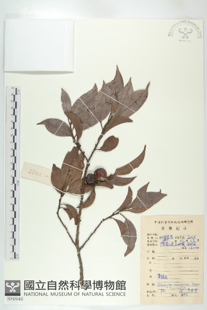 山紅柿藏品圖，第3張