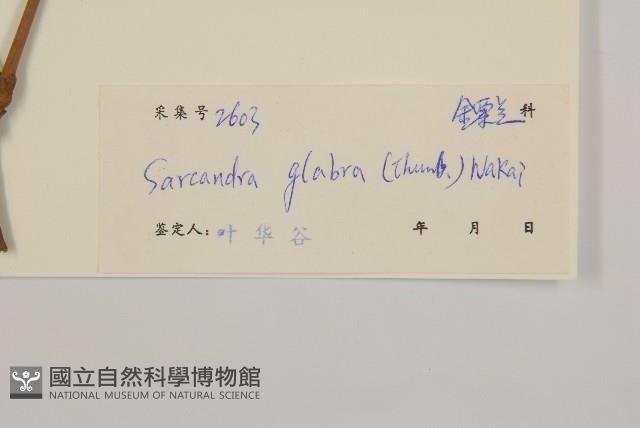 草珊瑚、紅果金粟蘭藏品圖，第3張