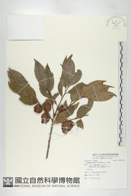 山紅柿藏品圖，第3張