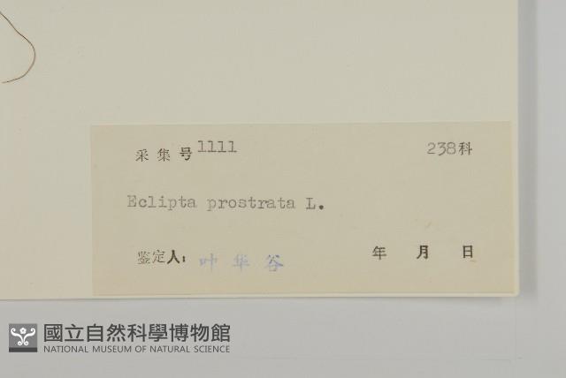 鱧腸藏品圖，第3張