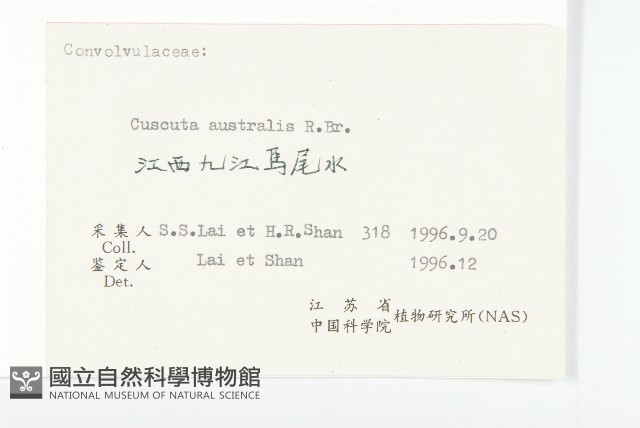 菟絲子藏品圖，第3張