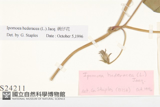 碗仔花藏品圖，第4張