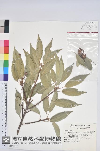 雙花蟛蜞菊藏品圖，第3張