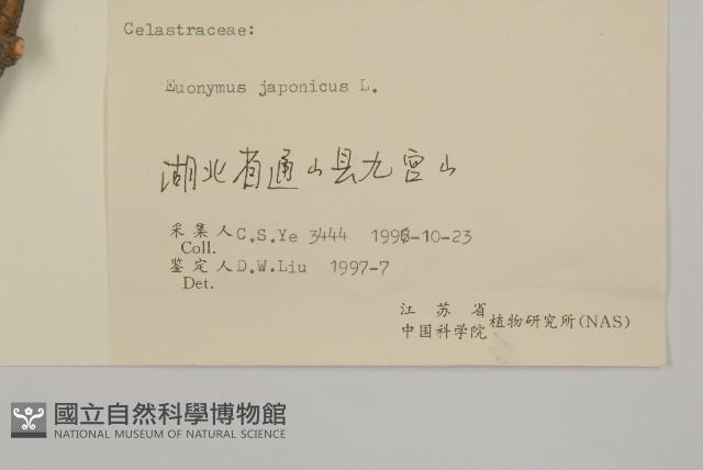 日本衛矛, 大葉黃楊藏品圖，第3張