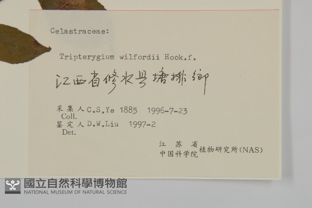 雷公藤藏品圖，第3張