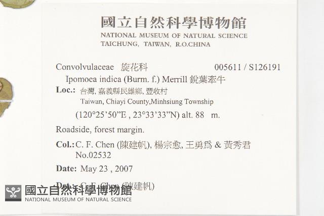 水蓑衣藏品圖，第4張