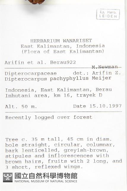 白葉蒿藏品圖，第4張