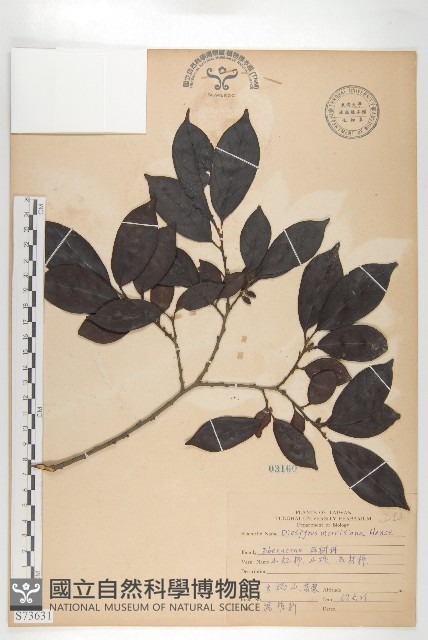 山紅柿藏品圖，第3張