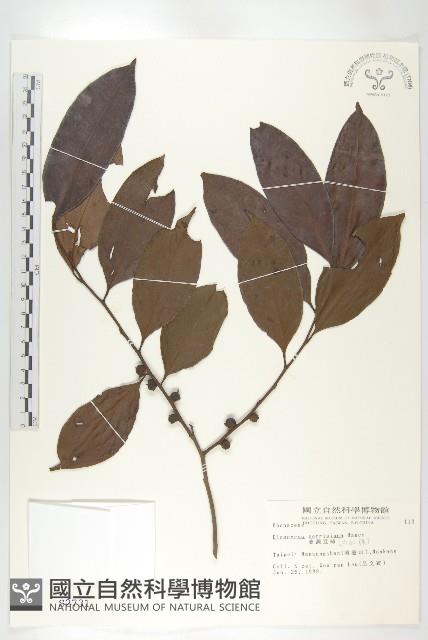 山紅柿藏品圖，第3張