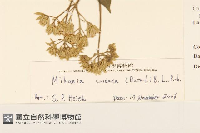 蔓澤蘭藏品圖，第3張