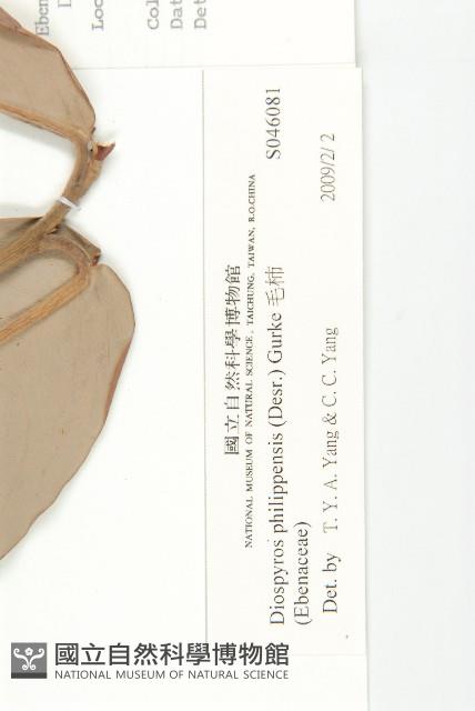 毛柿藏品圖，第3張